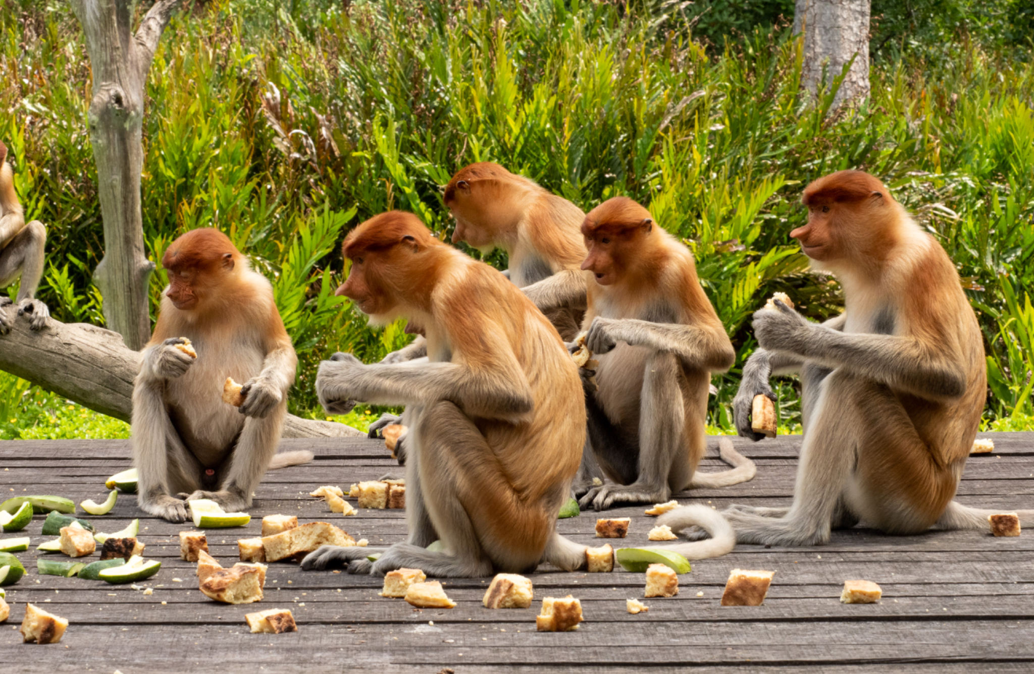 Proboscis Monkeys feeding